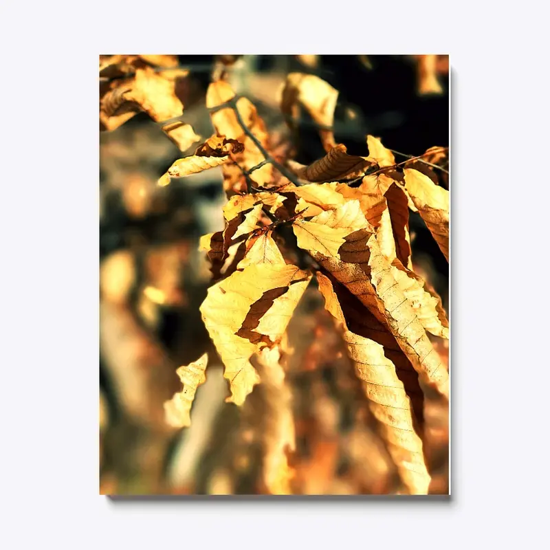 Fall Foliage - Canvas