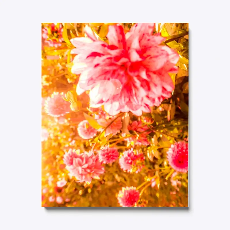 Pink Chrysanthemums -Canvas